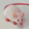 Albino Mice Diamond Painting Art