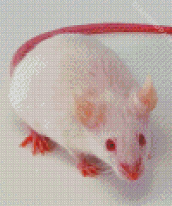 Albino Mice Diamond Painting Art