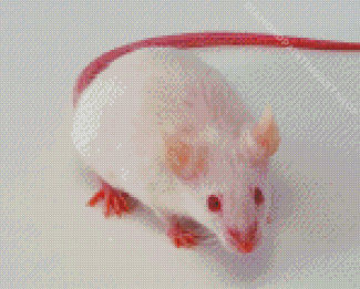 Albino Mice Diamond Painting Art