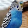 Blue Parakeet Bird Diamond Painting Art