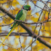 Alexandrine Parakeet Diamond Painting Art