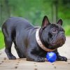 Black French Bulldog Playing With Ball Diamond Painting Art