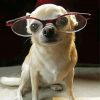 Chihuahua With Glasses Diamond Painting Art