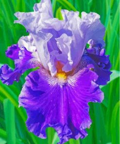 Purple Bearded Iris Diamond Painting Art