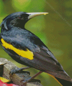 The Yellow Winged Blackbird Diamond Painting Art