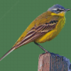 Western Yellow Wagtail Diamond Painting Art