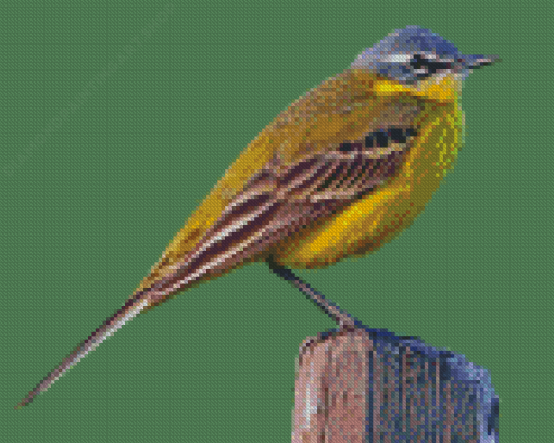 Western Yellow Wagtail Diamond Painting Art