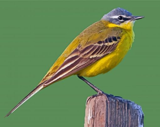 Western Yellow Wagtail Diamond Painting Art