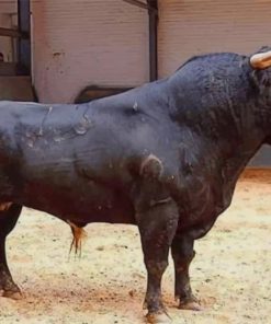 Black Bull Animal Diamond Painting Art
