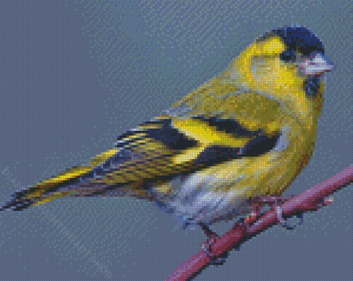 Cool Eurasian Siskin Diamond Painting Art