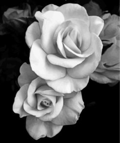 Rose Black And White Flowers Diamond Painting Art