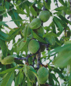 Almond Trees Diamond Painting Art