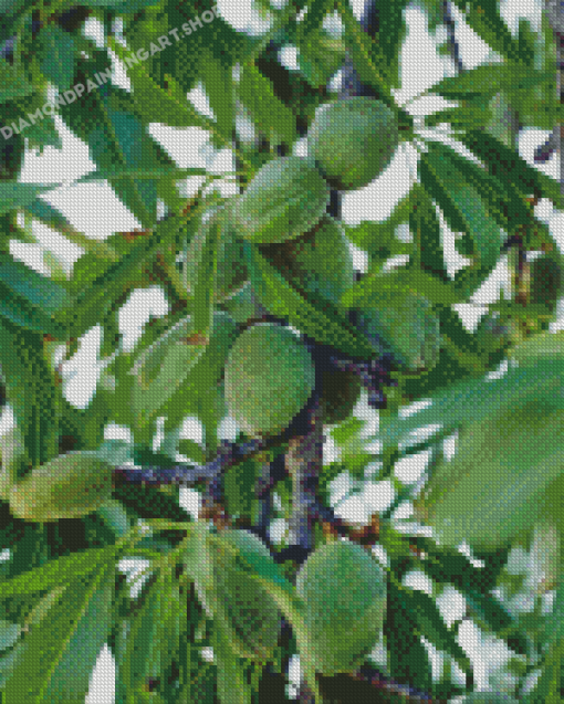 Almond Trees Diamond Painting Art