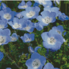 Blue Wildflowers Diamond Painting Art