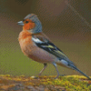 Chaffinch Diamond Painting Art