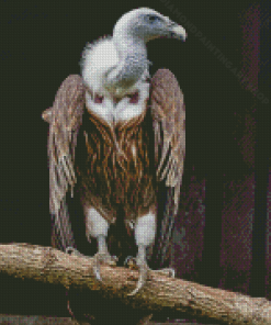 Himalayan Vulture Diamond Painting Art