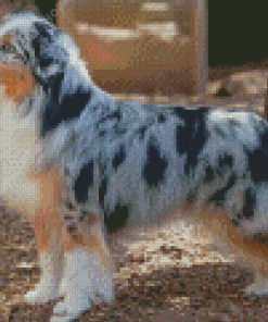 Mini Australian Shepherd Dog Diamond Painting Art