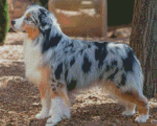 Mini Australian Shepherd Dog Diamond Painting Art