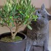 Olive Tree And Grey Cat Diamond Painting Art