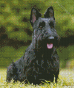 Scottish Terrier Dog Diamond Painting Art