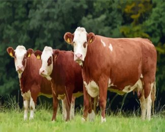 Simmental Cattles Cows Diamond Painting Art