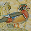 Wood Duck Bird Diamond Painting Art