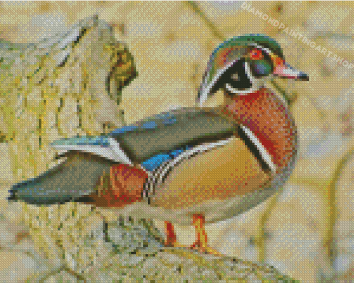 Wood Duck Bird Diamond Painting Art