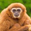 Gibbon Primate Diamond Painting Art