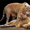 Tigers In Love Diamond Painting Art
