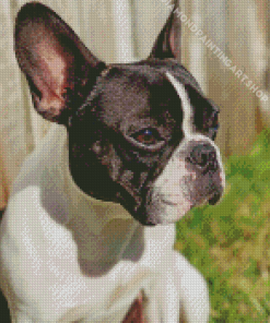 Black And White French Bulldog Side Profile Diamond Painting Art