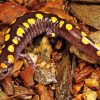 Close Up Spotted Salamander Diamond Painting Art