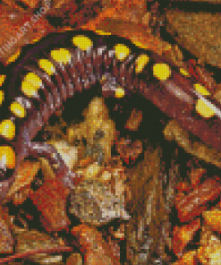 Close Up Spotted Salamander Diamond Painting Art