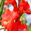 Red Gladiolus Flowers Diamond Painting Art