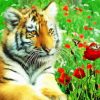 Tiger And Poppies Diamond Painting Art
