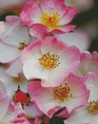 Pink Cherokee Roses Diamond Painting Art