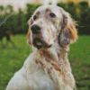 White And Beige English Setter Diamond Painting Art