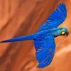 Cool The Lear’s Macaw Diamond Painting Art