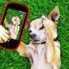Chihuahua Selfie Diamond Painting Art