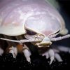 Close Up Giant Isopod Diamond Painting Art