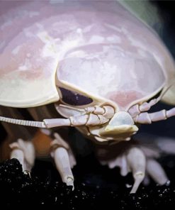 Close Up Giant Isopod Diamond Painting Art