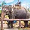 Elephants In Thailand Diamond Painting Art