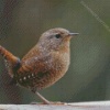 English Wren Diamond Painting Art