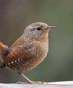 English Wren Diamond Painting Art