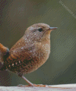 English Wren Diamond Painting Art