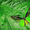 Green Black Butterfly Diamond Painting Art