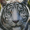 Bengal Tiger Diamond Painting Art