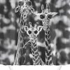 Giraffes Glasses Diamond Painting Art