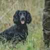 Working Spaniel Diamond Painting Art