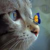 Kitten With Butterfly Diamond Painting Art