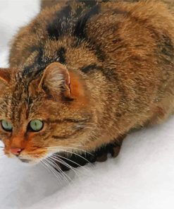 Wildcat In Snow Diamond Painting Art